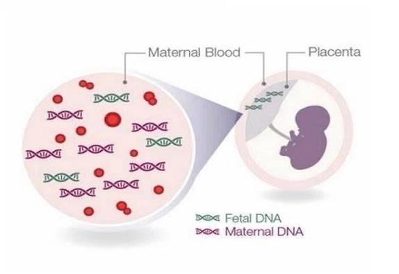 Nuovo Test Prenatale non Invasivo (NIPT)