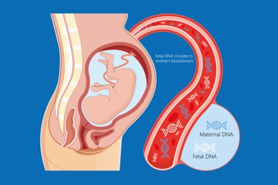 Nuovo Test Prenatale non Invasivo (NIPT)